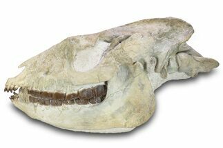 Fossil Running Rhino (Hyracodon) Skull - South Dakota #280259