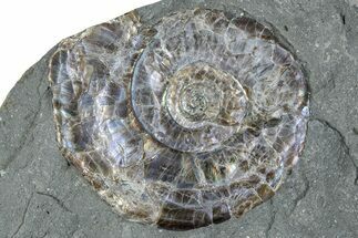 Iridescent Ammonite (Psiloceras) - England #280338