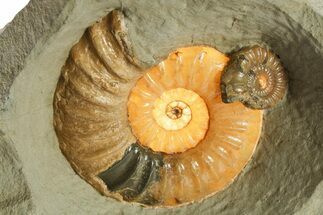 Glowing Fossil Ammonite (Asteroceras) - Dorset, England #279472