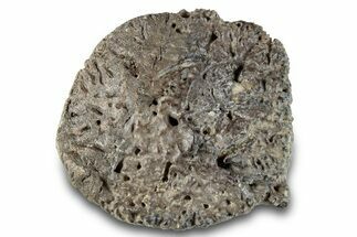 Fossil Ankylosaurid Scute - Montana #280944