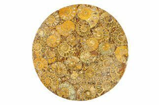 Composite Plate Of Agatized Ammonite Fossils #280974
