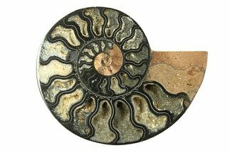 Cut & Polished Ammonite Fossil (Half) - Unusual Black Color #281278