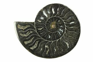 Cut & Polished Ammonite Fossil (Half) - Unusual Black Color #281291