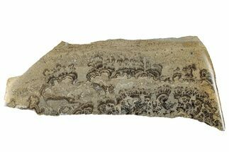 Devonian Stromatolite Slab - Orkney, Scotland #281627