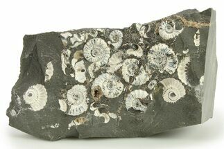 Ammonite (Promicroceras) Cluster - Marston Magna, England #282019