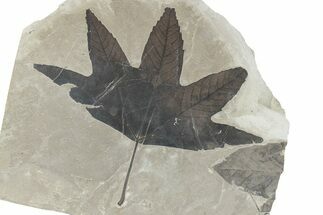 Fossil Leaf Plate - Green River Formation, Utah #282364