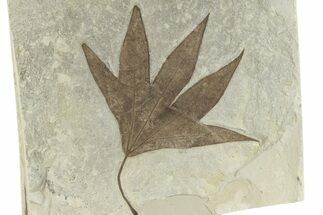 Fossil Sycamore (Macginitiea) Leaf - Utah #282370