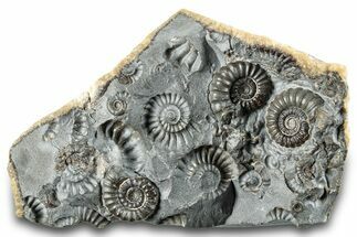 Ammonite (Promicroceras) Cluster - Marston Magna, England #282035