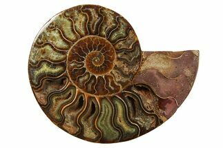 Cut & Polished Ammonite Fossil (Half) - Madagascar #282584