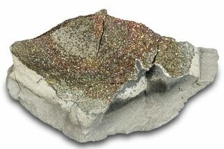 Iridescent Rainbow Pyrite In Septarian Nodule - Russia #282541