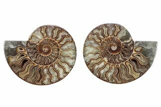 Cut & Polished, Crystal-Filled Ammonite Fossil - Madagascar #282593