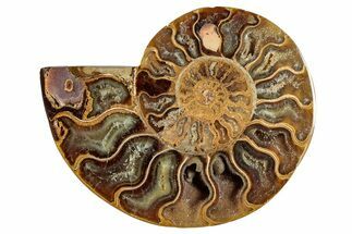 Cut & Polished Ammonite Fossil (Half) - Madagascar #282599