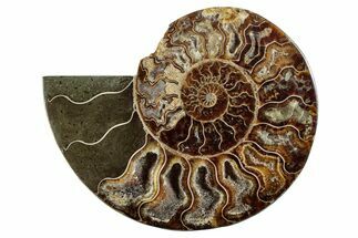 Cut & Polished Ammonite Fossil (Half) - Madagascar #282616