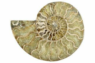 Cut & Polished Ammonite Fossil (Half) - Madagascar #282623