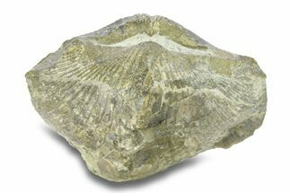 Pyrite-Replaced Brachiopod (Paraspirifer) Fossil - Ohio #282918