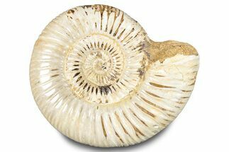 Polished Jurassic Ammonite (Perisphinctes) - Madagascar #283198