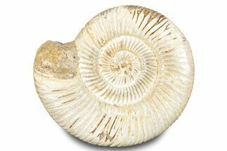 Polished Jurassic Ammonite (Perisphinctes) - Madagascar #283209