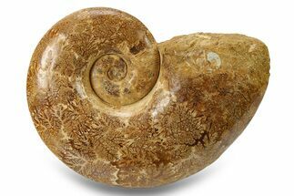 Jurassic Ammonite (Lobolytoceras) Fossil - Madagascar #283543