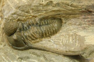 Long-Spined Cyphaspis Trilobite - One Half Prepared #283852