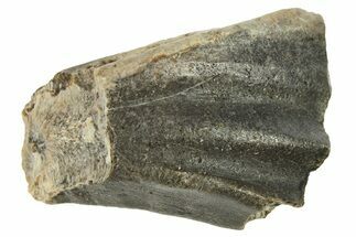 Rare Hadrosauriform Dinosaur (Ouranosaurus) Tooth - Niger #283930