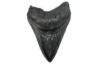 Serrated, Fossil Megalodon Tooth - South Carolina #283899