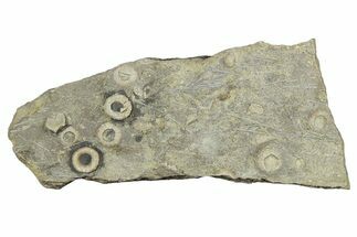 Cretaceous Fossil Urchin (Trochotiara) Plate - Morocco #283989