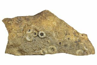 Cretaceous Fossil Urchin (Trochotiara) Plate - Morocco #283993