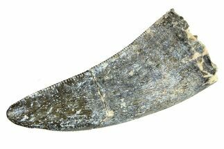 Serrated Megalosaurid Dinosaur (Afrovenator) Tooth - Niger #284074