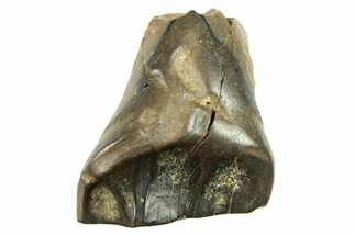 Fossil Ceratopsian Dinosaur (Leptoceratops) Tooth - Wyoming #284082