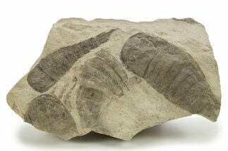 Plate of Eurypterus (Sea Scorpion) Fossils - Ukraine #284407