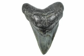 Fossil Megalodon Tooth - South Carolina #284243