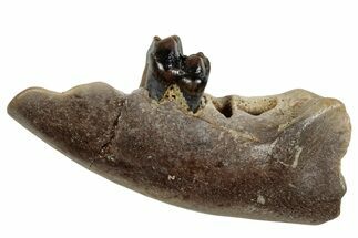 Cretaceous Fossil Mammal Dentary w/ Tooth - Montana #284484