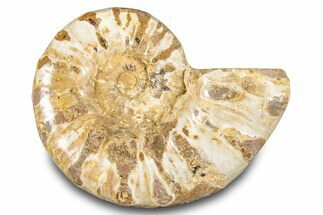 Jurassic Ammonite (Euaspidoceras) Fossil - Madagascar #283381