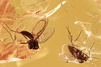 Two Detailed Fossil Fungus Gnats (Mycetophilidae) In Baltic Amber #284546