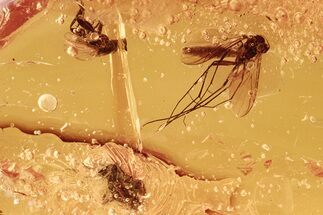 Two Fossil Scuttle Flies and a Fungus Gnat In Baltic Amber #284563