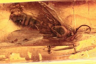 Large Fossil Winged Ant and a Small Mite In Baltic Amber #284569