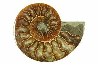 Cut & Polished Ammonite Fossil (Half) - Madagascar #283402