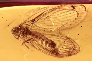 Detailed Fossil Lacewing (Nevrorthidae) In Baltic Amber #284583