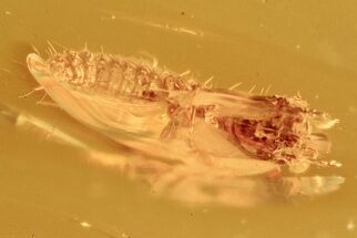 Fossil Predaceous Beetle Larva (Coleoptera) in Baltic Amber #284588