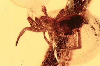 Fossil Spider, Ant, and Twig with Partial Leaf In Baltic Amber #284598