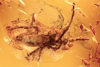 Detailed Fossil Spider (Araneae) In Baltic Amber #284656