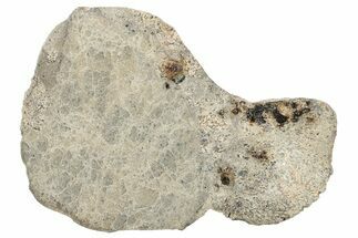 Eucrite Meteorite Slice ( g) - Jikharra #284823
