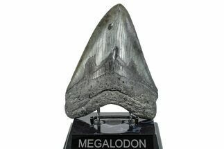 Huge, Fossil Megalodon Tooth - South Carolina #285006
