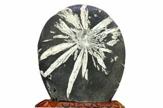 Polished Chrysanthemum Stone in Wood Base - China #284997