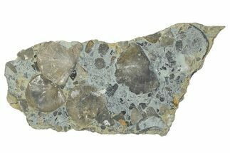 Fossil Brachiopod (Rafinesquina) and Bryozoan Plate - Indiana #285116