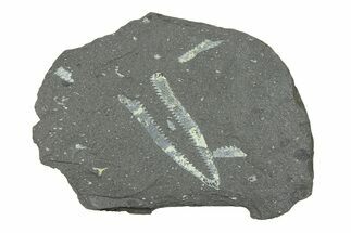 Fossil Graptolite (Didymograptus) - Wales #284936