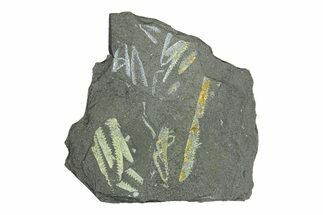 Fossil Graptolite (Didymograptus) Cluster - Wales #284944