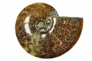 Polished Ammonite (Cleoniceras) Fossil - Madagascar #283423