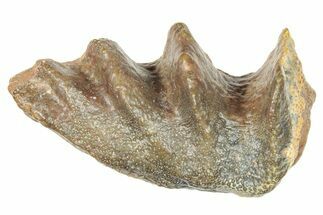 Cretaceous Lungfish (Ceratodus) Tooth Plate - Morocco #285254