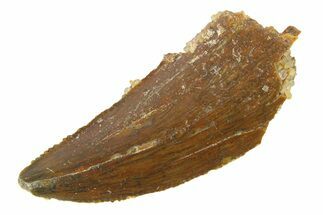 Serrated, Raptor Tooth - Real Dinosaur Tooth #285173